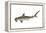 Smooth Hammerhead Shark (Sphyrna Zygaena), Fishes-Encyclopaedia Britannica-Framed Stretched Canvas