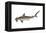 Smooth Hammerhead Shark (Sphyrna Zygaena), Fishes-Encyclopaedia Britannica-Framed Stretched Canvas