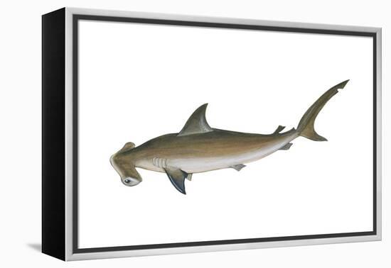 Smooth Hammerhead Shark (Sphyrna Zygaena), Fishes-Encyclopaedia Britannica-Framed Stretched Canvas