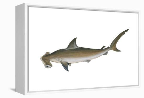 Smooth Hammerhead Shark (Sphyrna Zygaena), Fishes-Encyclopaedia Britannica-Framed Stretched Canvas
