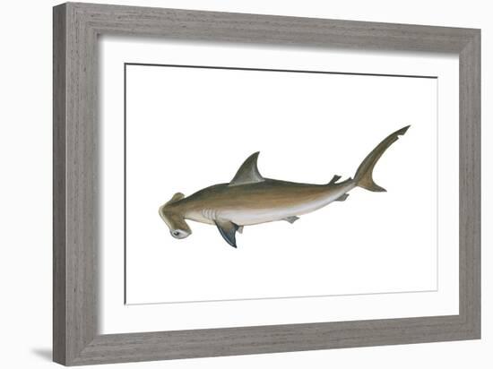 Smooth Hammerhead Shark (Sphyrna Zygaena), Fishes-Encyclopaedia Britannica-Framed Art Print