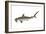 Smooth Hammerhead Shark (Sphyrna Zygaena), Fishes-Encyclopaedia Britannica-Framed Art Print