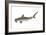 Smooth Hammerhead Shark (Sphyrna Zygaena), Fishes-Encyclopaedia Britannica-Framed Art Print