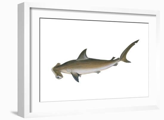 Smooth Hammerhead Shark (Sphyrna Zygaena), Fishes-Encyclopaedia Britannica-Framed Art Print