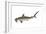 Smooth Hammerhead Shark (Sphyrna Zygaena), Fishes-Encyclopaedia Britannica-Framed Art Print