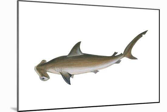 Smooth Hammerhead Shark (Sphyrna Zygaena), Fishes-Encyclopaedia Britannica-Mounted Art Print