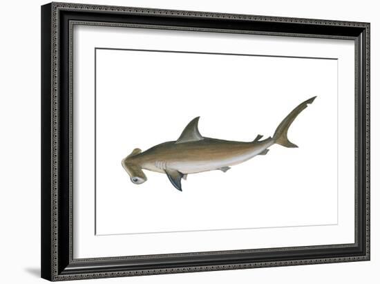 Smooth Hammerhead Shark (Sphyrna Zygaena), Fishes-Encyclopaedia Britannica-Framed Art Print