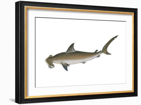 Smooth Hammerhead Shark (Sphyrna Zygaena), Fishes-Encyclopaedia Britannica-Framed Art Print