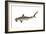 Smooth Hammerhead Shark (Sphyrna Zygaena), Fishes-Encyclopaedia Britannica-Framed Art Print