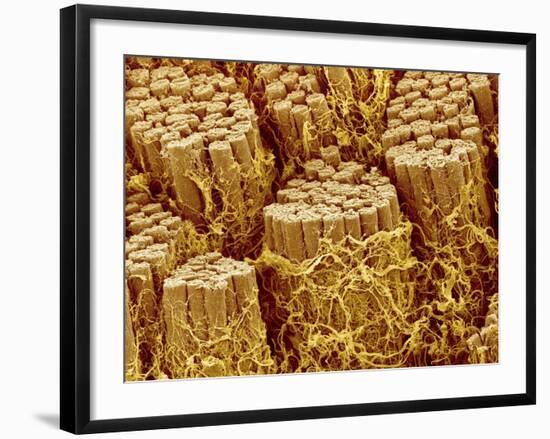 Smooth muscle of trachea of a dog-Micro Discovery-Framed Photographic Print