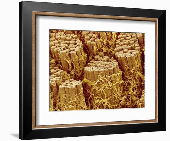 Smooth muscle of trachea of a dog-Micro Discovery-Framed Photographic Print