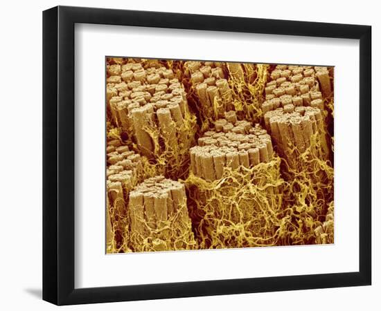 Smooth muscle of trachea of a dog-Micro Discovery-Framed Photographic Print