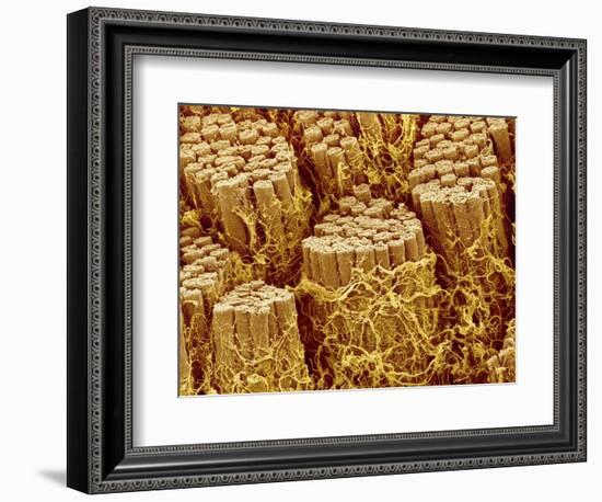 Smooth muscle of trachea of a dog-Micro Discovery-Framed Photographic Print