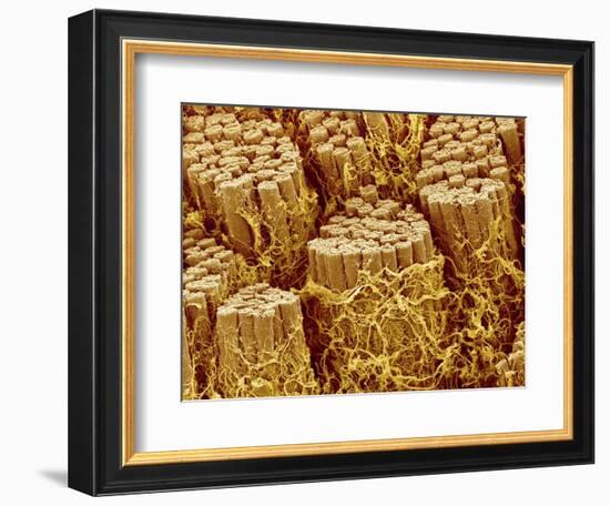 Smooth muscle of trachea of a dog-Micro Discovery-Framed Photographic Print