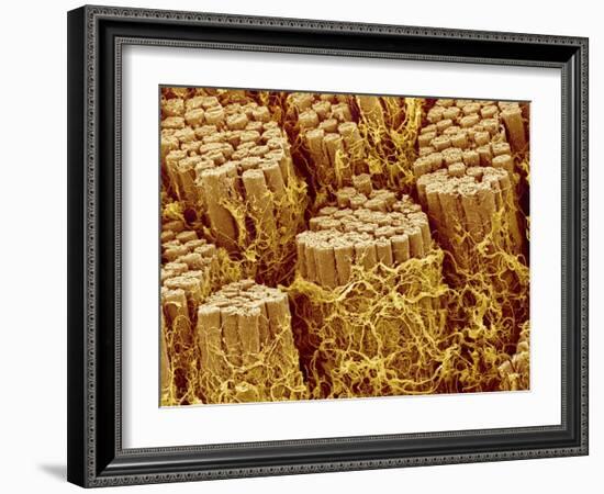 Smooth muscle of trachea of a dog-Micro Discovery-Framed Photographic Print