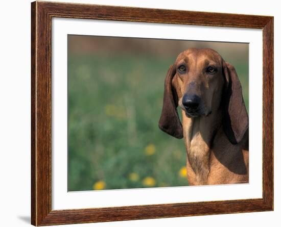 Smooth / Short-Haired Segugio Italiano Hound Portrait-Adriano Bacchella-Framed Photographic Print