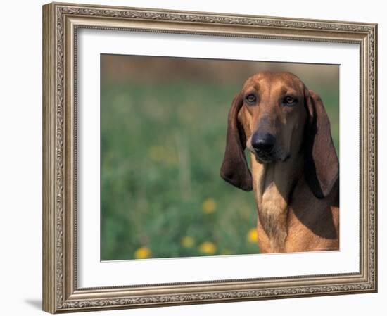 Smooth / Short-Haired Segugio Italiano Hound Portrait-Adriano Bacchella-Framed Photographic Print