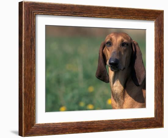 Smooth / Short-Haired Segugio Italiano Hound Portrait-Adriano Bacchella-Framed Photographic Print