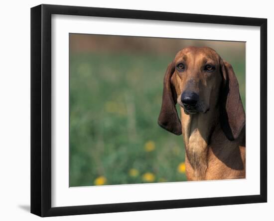 Smooth / Short-Haired Segugio Italiano Hound Portrait-Adriano Bacchella-Framed Photographic Print