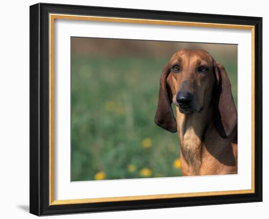 Smooth / Short-Haired Segugio Italiano Hound Portrait-Adriano Bacchella-Framed Photographic Print