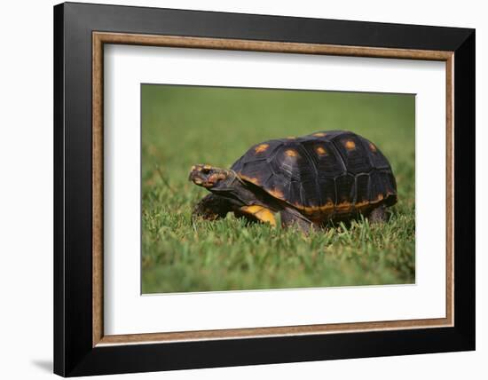 Smooth Snake-Necked Turtle-DLILLC-Framed Photographic Print