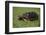 Smooth Snake-Necked Turtle-DLILLC-Framed Photographic Print