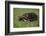 Smooth Snake-Necked Turtle-DLILLC-Framed Photographic Print