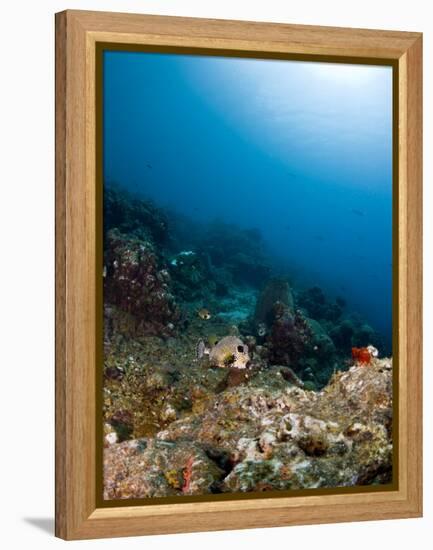 Smooth Trunkfish (Lactophrys Triqueter) and Reef Scene, St Lucia, West Indies, Caribbean-Lisa Collins-Framed Premier Image Canvas