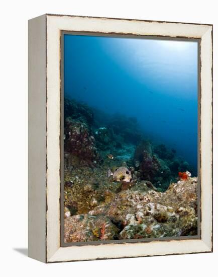 Smooth Trunkfish (Lactophrys Triqueter) and Reef Scene, St Lucia, West Indies, Caribbean-Lisa Collins-Framed Premier Image Canvas