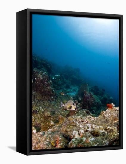 Smooth Trunkfish (Lactophrys Triqueter) and Reef Scene, St Lucia, West Indies, Caribbean-Lisa Collins-Framed Premier Image Canvas