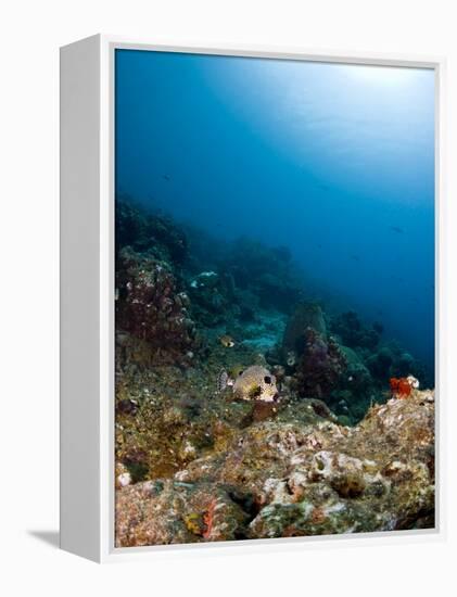 Smooth Trunkfish (Lactophrys Triqueter) and Reef Scene, St Lucia, West Indies, Caribbean-Lisa Collins-Framed Premier Image Canvas