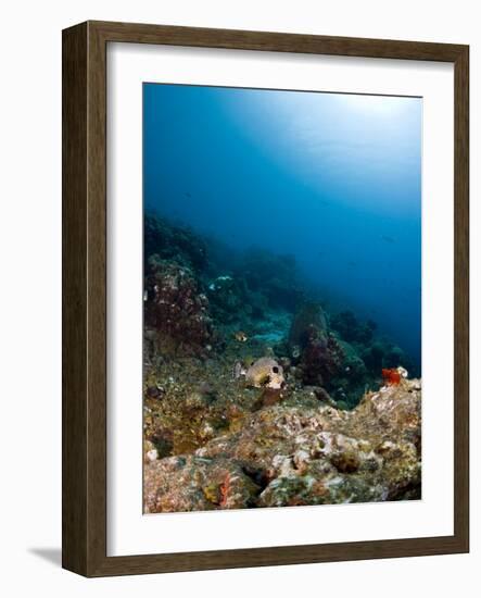 Smooth Trunkfish (Lactophrys Triqueter) and Reef Scene, St Lucia, West Indies, Caribbean-Lisa Collins-Framed Photographic Print