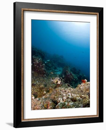 Smooth Trunkfish (Lactophrys Triqueter) and Reef Scene, St Lucia, West Indies, Caribbean-Lisa Collins-Framed Photographic Print