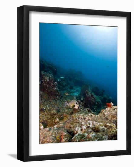 Smooth Trunkfish (Lactophrys Triqueter) and Reef Scene, St Lucia, West Indies, Caribbean-Lisa Collins-Framed Photographic Print