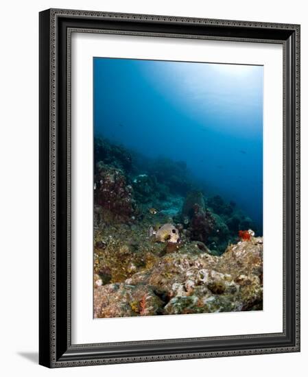 Smooth Trunkfish (Lactophrys Triqueter) and Reef Scene, St Lucia, West Indies, Caribbean-Lisa Collins-Framed Photographic Print