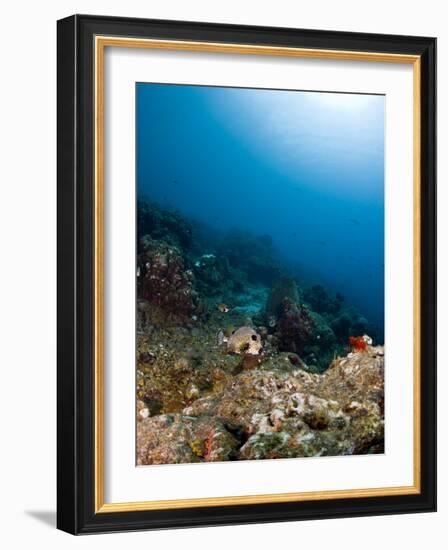 Smooth Trunkfish (Lactophrys Triqueter) and Reef Scene, St Lucia, West Indies, Caribbean-Lisa Collins-Framed Photographic Print