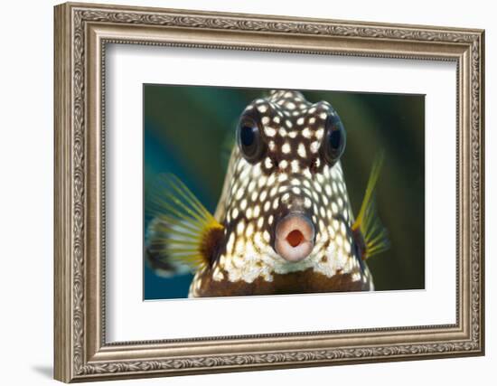 Smooth trunkfish portrait. Bonaire, Dutch Caribbean-David Fleetham-Framed Photographic Print