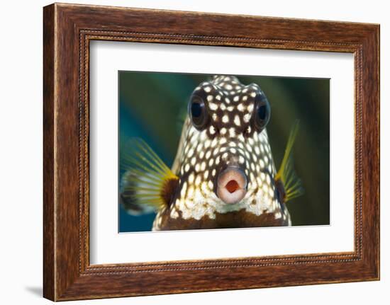 Smooth trunkfish portrait. Bonaire, Dutch Caribbean-David Fleetham-Framed Photographic Print