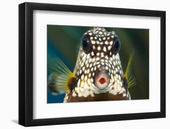 Smooth trunkfish portrait. Bonaire, Dutch Caribbean-David Fleetham-Framed Photographic Print
