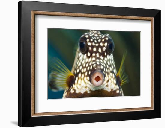 Smooth trunkfish portrait. Bonaire, Dutch Caribbean-David Fleetham-Framed Photographic Print