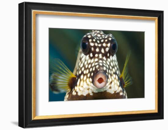 Smooth trunkfish portrait. Bonaire, Dutch Caribbean-David Fleetham-Framed Photographic Print