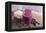 Smoothie with Blueberries and Oatmeal-Elena Veselova-Framed Premier Image Canvas
