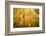 Smugglers Notch-Richard Wong-Framed Photographic Print