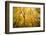 Smugglers Notch-Richard Wong-Framed Photographic Print