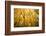 Smugglers Notch-Richard Wong-Framed Photographic Print