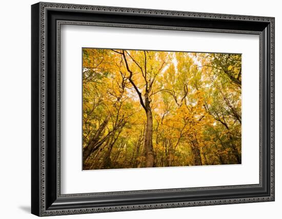 Smugglers Notch-Richard Wong-Framed Photographic Print