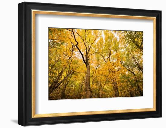 Smugglers Notch-Richard Wong-Framed Photographic Print