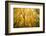 Smugglers Notch-Richard Wong-Framed Photographic Print