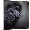 Snack Spotter Toy Black Poodle-Jai Johnson-Mounted Giclee Print