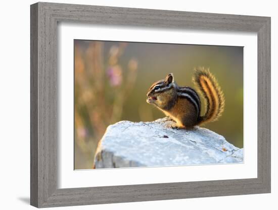 Snack Time (Chipmunk)-Jason Savage-Framed Giclee Print